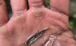 A juvenile rainbow trout caught during survey. Ajax, Ontario. Research, Education & Science. Emmanuel Thomas.