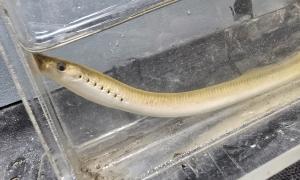 American Brook Lamprey caught during fish survey. Ajax, Ontario. Research, Education & Science. Emmanuel Thomas