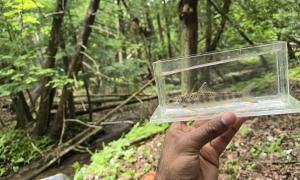 A juvenile Atlantic Salmon caught during monitoring in a stream. Ajax, Ontario. Research, Education & Science. Emmanuel Thomas.