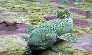 Life in submerged karst sinkholes, where groundwater with high-sulfur and low-oxygen is actively venting, is almost exclusively microbial. However, this Burbot (Lota lota) is hanging out in low-oxygen groundwater in the Middle Island Sinkhole, Lake Huron. Like human divers, fish may be transient metazoan visitors to this otherworldly microbial world. Alpena, Michigan. Research, Education & Science. Jon Slayer.