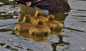 In a peaceful section of a cemetery in Buffalo, a goose family grows together in and along the Scajaquada Creek, which flows into the Niagara River. There are caring humans trying to clean up the creek and slowly reverse the historical damage to the creek’s health. Buffalo, New York. Great Lakes Water in Action. Elizabeth Oldfield.