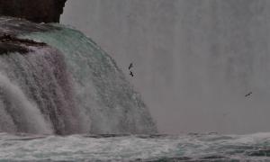 These gulls fly and fish so close to the extreme power of the cascading water at Niagara Falls. Their remarkable strength and grace are awe-inspiring. Niagara Falls, New York. Great Lakes Water in Action. Elizabeth Oldfield.