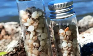Nurdles collected along the Niagara River shoreline in North Tonawanda, New York. Every nurdle collected and reported to the Nurdle Patrol organization’s global database protects the shoreline and aquatic life and is used to advocate for plastic-pellet-free waterways. North Tonawanda, New York. Research, Education, and Science. Elizabeth Oldfield.