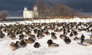 Ducks resting on shore at Collingwood. Birds of a feather…Collingwood, Ontario. Great Lakes Water in Action. Barbara Dalziel.
