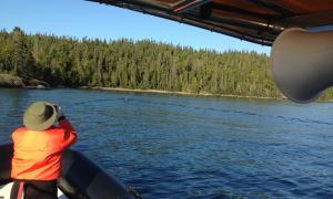 Tracking Caribou, swimming in the water on migration roots. Slate Island out of Terrace Bay, Ontario. Research, Education, and Science. Paul Turpin.