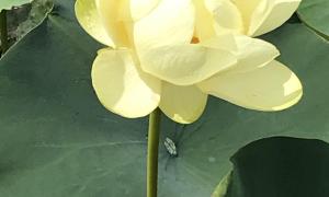 An American Lotus Flower (Nelumbo Lutea) at Sterling State Park in Monroe, Michigan. Blooms occur in late July and early August each year along the West Shore of Lake Erie. Monroe, Michigan. Great Lakes Water in Action. Richard Micka.