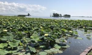 An American Lotus Bed on the West Shore of Lake Erie at the mouth of the Huron River. Brownstown Township in Wayne County, Michigan. Great Lakes Water in Action. Richard Micka.