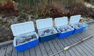 Sediment samples collected for research from Hillman Marsh. Leamington, Ontario. Research, Education & Science. Kayla Martin.