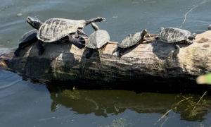 Map turtles basking in the St. Lawrence River, observed as a Métis Turtle Guardian with the MNO Great Lakes Advisory Group. Kingston, Ontario. Research, Education & Science. Lindsay Rogers.