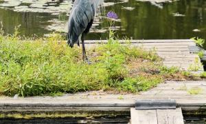 Blue heron hunting for food in the Bay of Quinte. Belleville, Ontario. Great Lakes Water in Action. Lindsay Rogers.