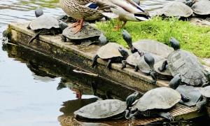 Duck riding on a Map Turtle in the Bay of Quinte. Belleville, Ontario. Great Lakes Water in Action. Lindsay Rogers.
