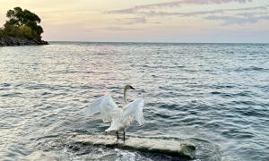 A rare Trumpeter swan at Humber Bay West Park September 2025. There were 5 juveniles with their 2 parents. I believe this male was protecting his family by his spread of wings. We were swimming in the same area but not close. Quite magical to be with them. Toronto, Ontario. Great Lakes Water in Action. Sharon Purdy 